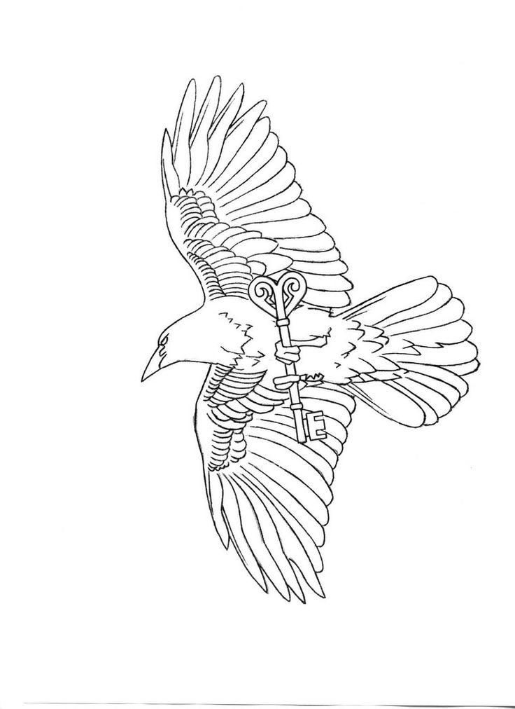 Raven Outline Drawing at Explore collection of