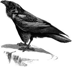 235x218 Raven Clipart Luxury Raven Outline Drawing Google Search - Raven Outline Drawing