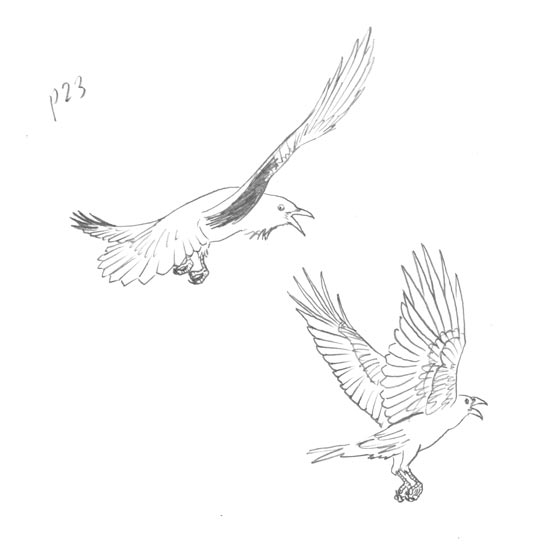 550x551 Raven Drawing Outline - Raven Outline Drawing