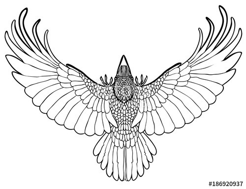 drawing-raven-coloring-page-adult-drawing-image