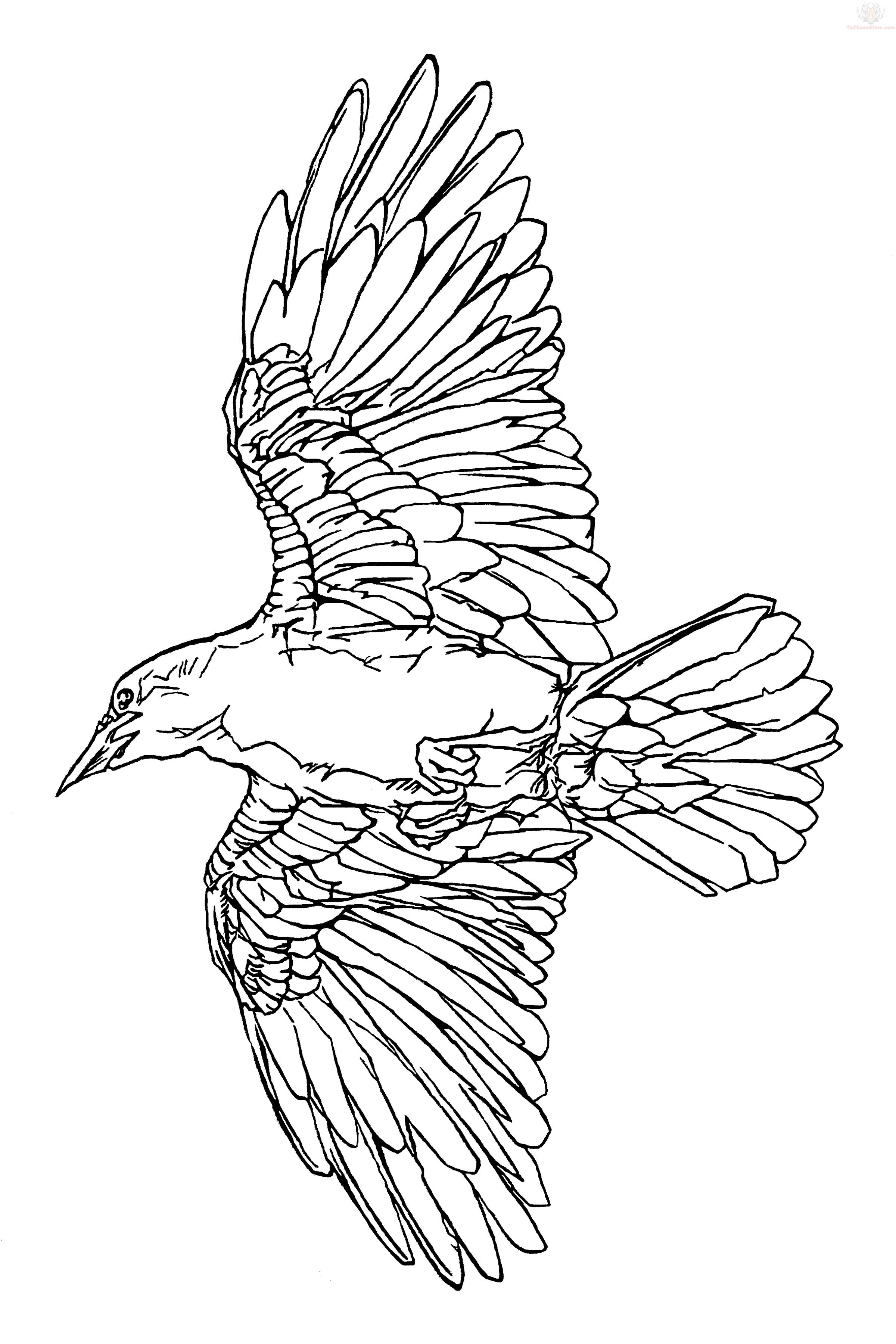 Raven Outline Drawing at PaintingValley.com | Explore collection of ...