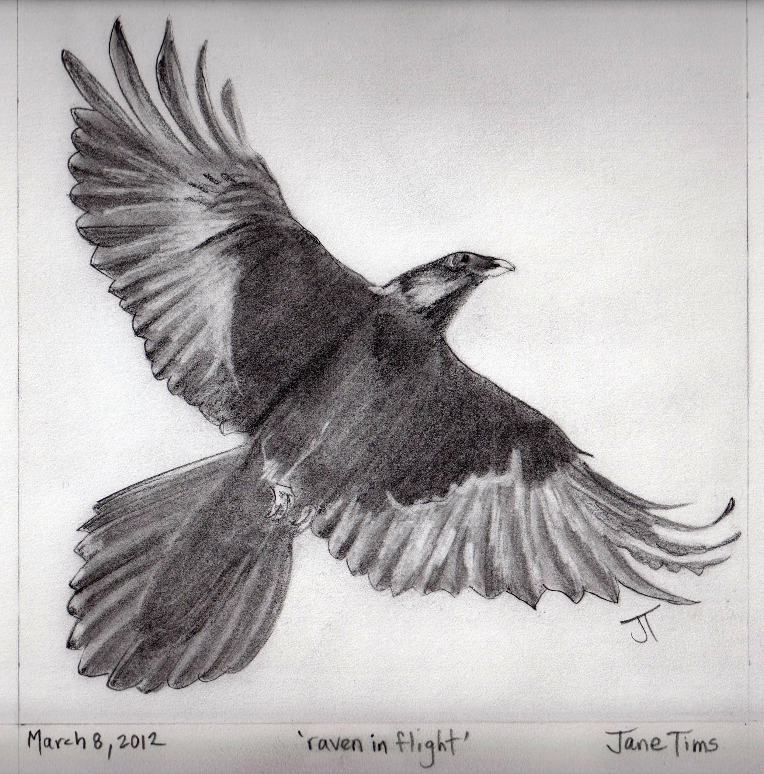 2512x2547 pencil drawings of raven related keywords suggestions - Raven Pencil Drawing