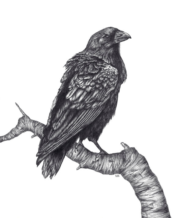 Raven Pencil Drawing at PaintingValley.com | Explore collection of ...