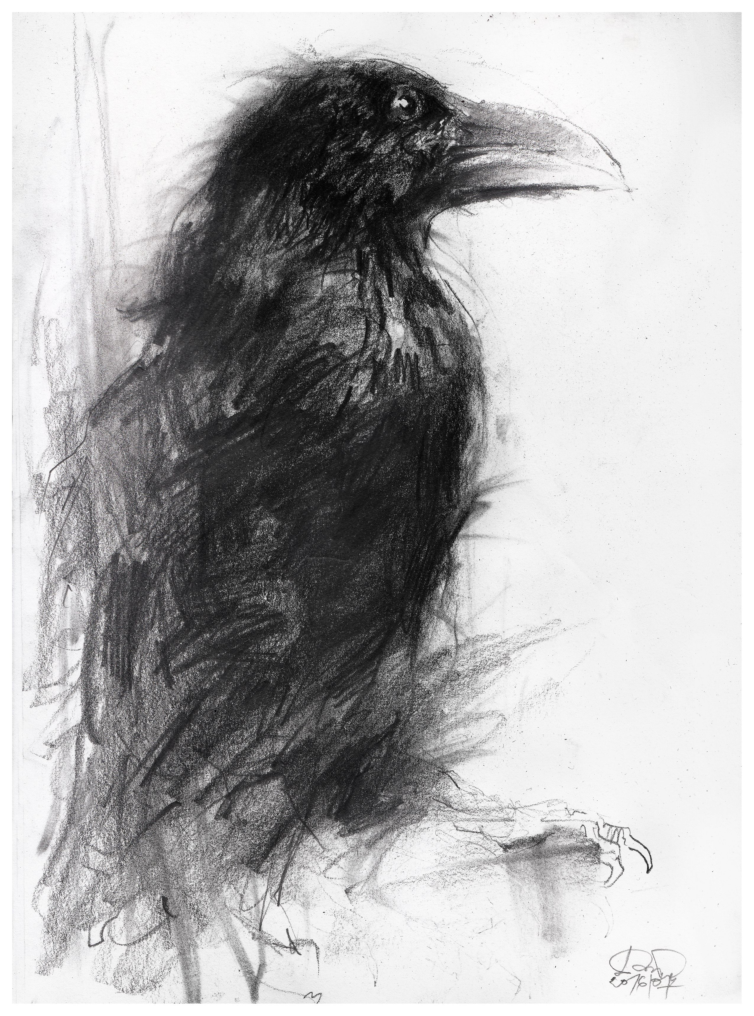 Raven Pencil Drawing at PaintingValley.com | Explore collection of