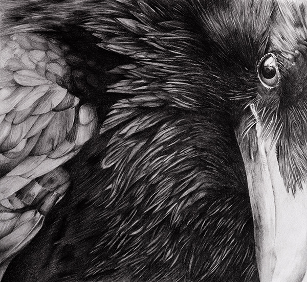 600x552 Raven - Raven Pencil Drawing
