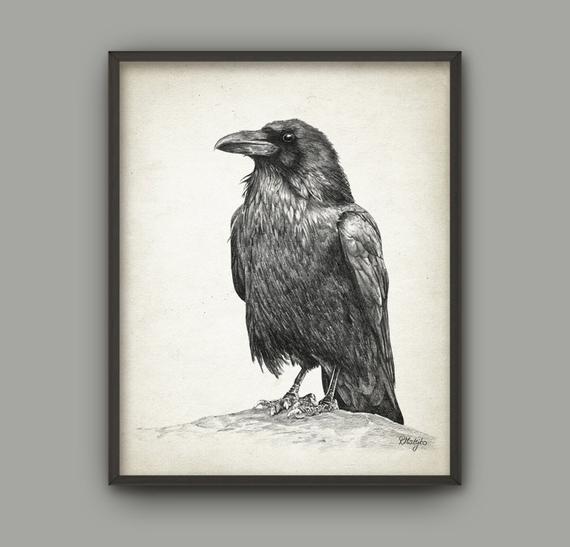570x547 Raven Bird Art Print Raven Pencil Drawing Print Raven Etsy - Raven Pencil Drawing