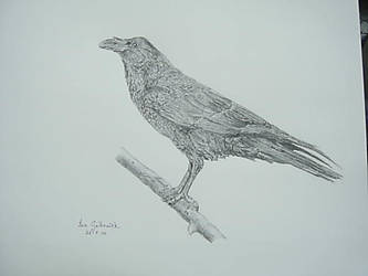 333x250 Raven Pencil Sketch - Raven Pencil Drawing