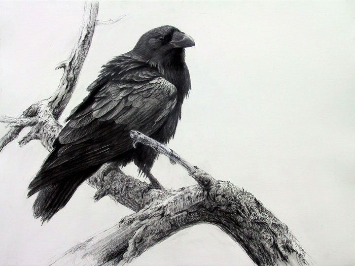 Raven Pencil Drawing at PaintingValley.com | Explore collection of ...