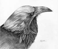 200x169 stunning raven colored pencil drawings and illustrations - Raven Pencil Drawing