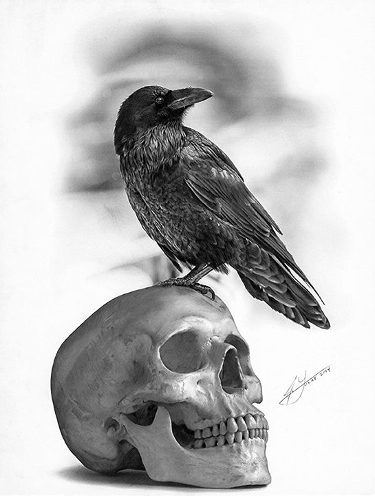 545x720 The Raven And The Skull - Raven Pencil Drawing