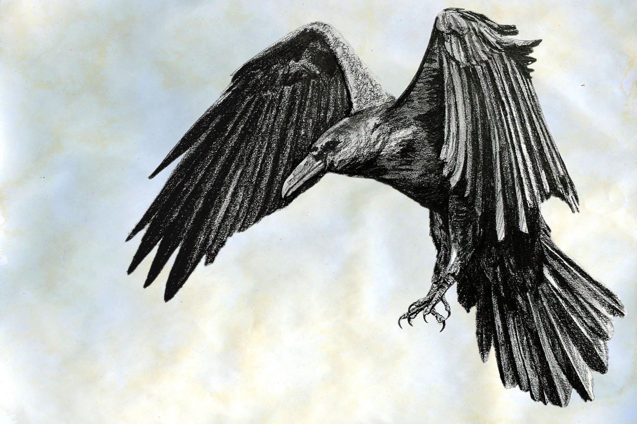 1296x864 Black And White Sketch Of A Raven Pencil Drawings Pencil - Raven Pencil Drawing