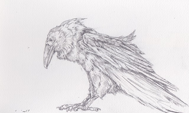 640x383 Denise Penizzotto - Raven Pencil Drawing