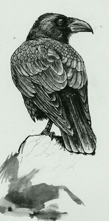 350x707 great raven raven in crow, crows drawing, raven bird - Raven Pencil Drawing