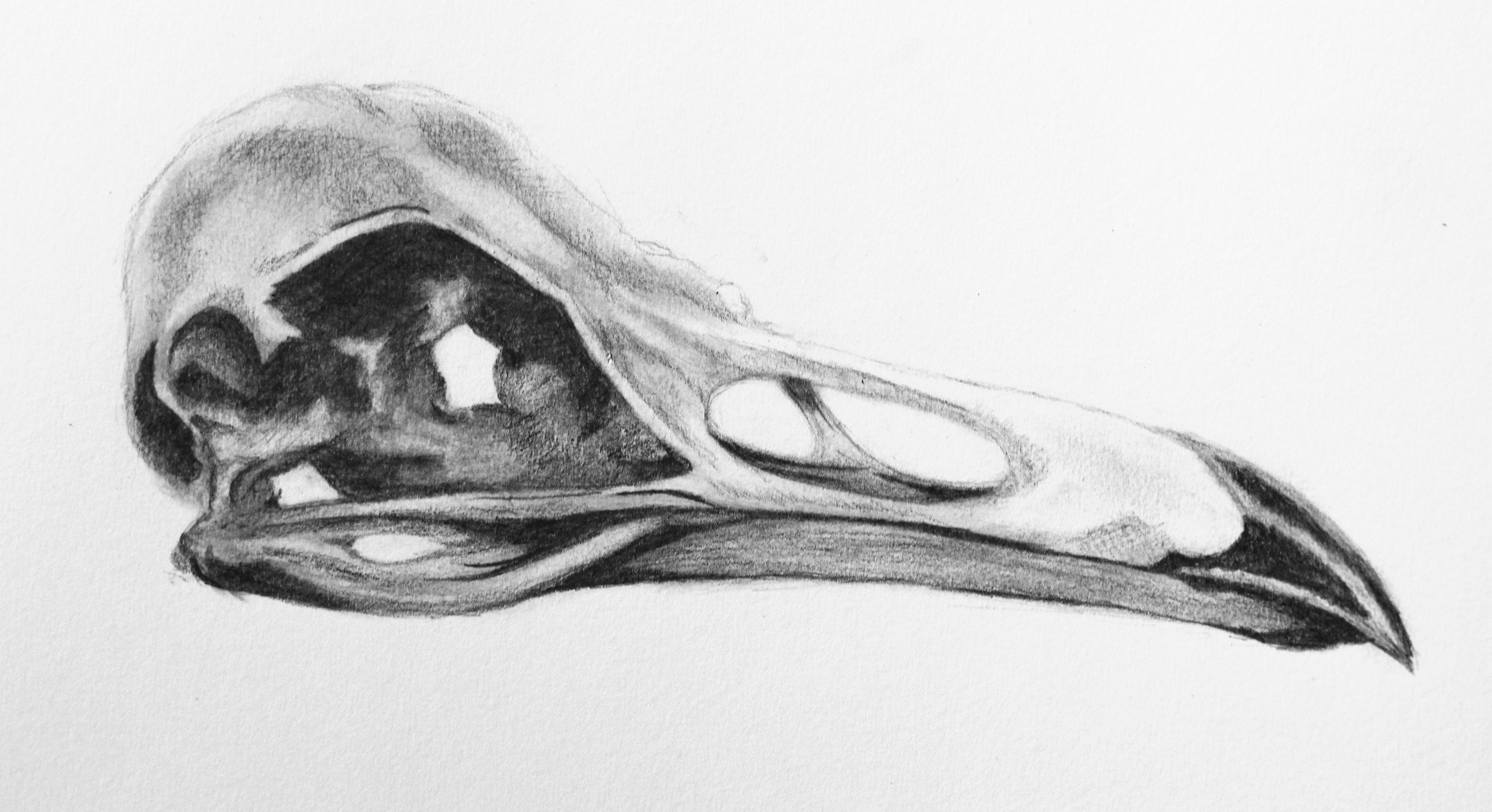 Raven Skull Drawing
