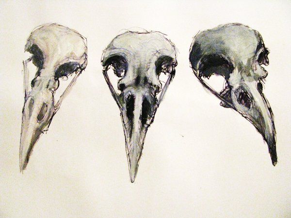 600x450 raven skull studies - Raven Skull Drawing