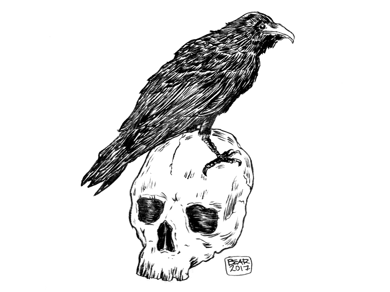 800x600 Raven Skull - Raven Skull Drawing