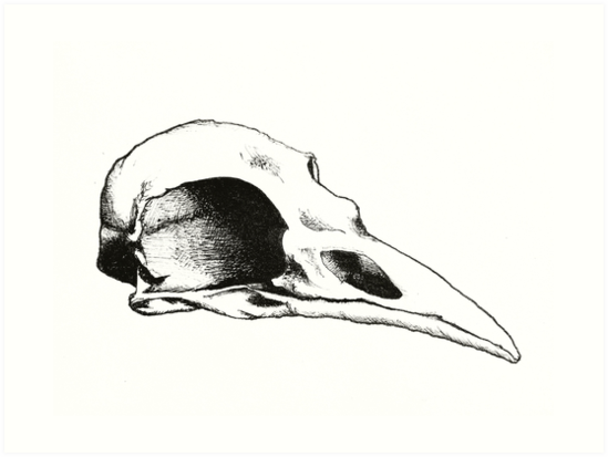 Raven Skull Drawing at PaintingValley.com | Explore collection of Raven ...