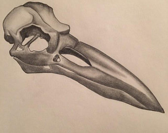 340x270 Raven Skull Drawing Etsy - Raven Skull Drawing