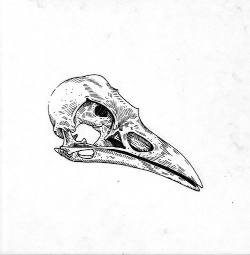 500x509 The Bird Ended Up Being A Tattoo And The Beardeer Will Become - Raven Skull Drawing