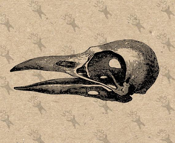 570x466 Vintage Image Crow Raven Skull Bird Instant Download Digital Etsy - Raven Skull Drawing