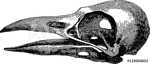 500x213 Vintage Image Skull Raven - Raven Skull Drawing