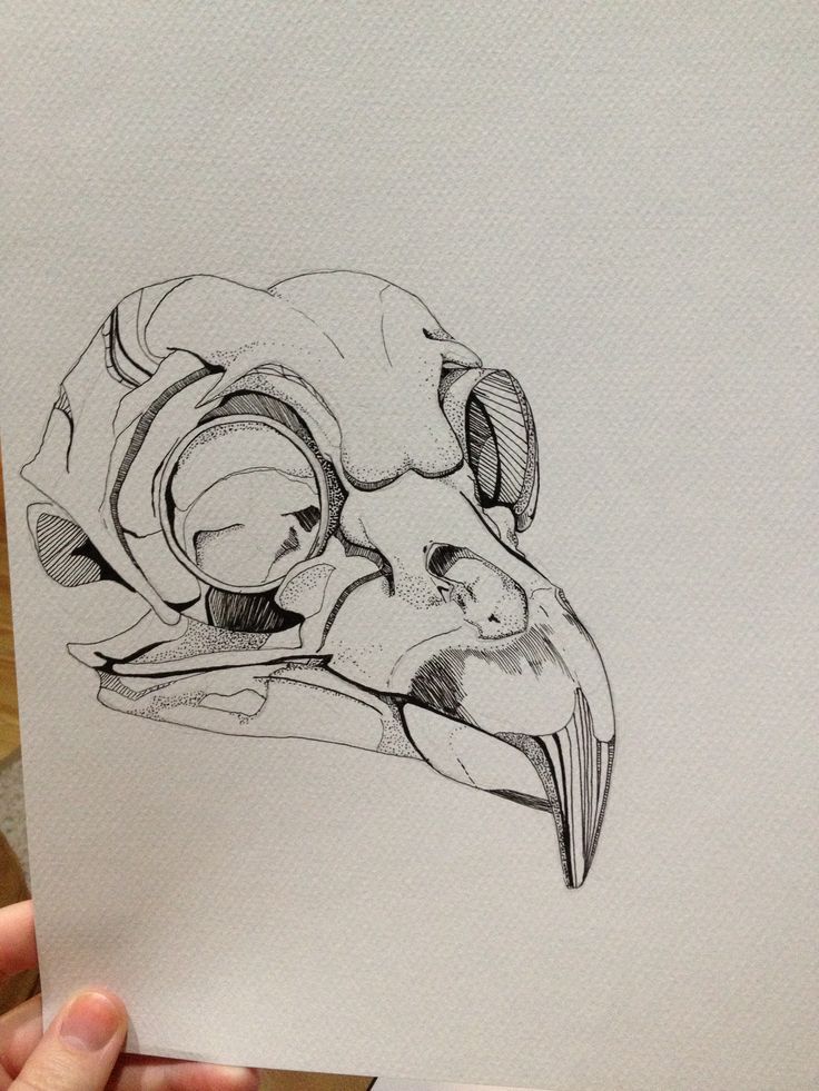 736x981 Raven Skull Drawing - Raven Skull Drawing