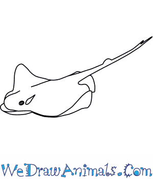 300x350 How To Draw A Bat Ray - Ray Drawing