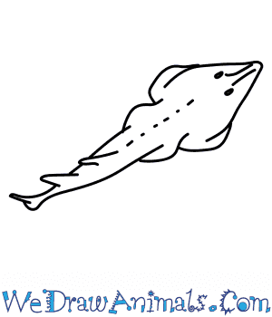 300x350 How To Draw A Shovelnose Ray - Ray Drawing