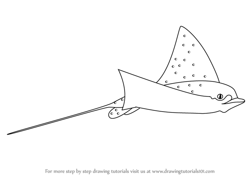 800x566 Learn How To Draw A Spotted Eagle Ray - Ray Drawing