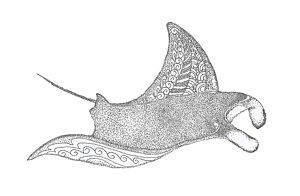 300x196 manta ray drawings fine art america - Ray Drawing