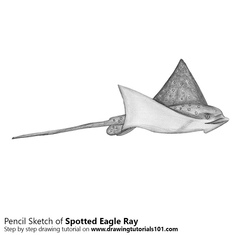 800x800 Spotted Eagle Ray Pencil Drawing - Ray Drawing