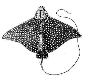 334x300 Spotted Eagle Ray Drawing - Ray Drawing