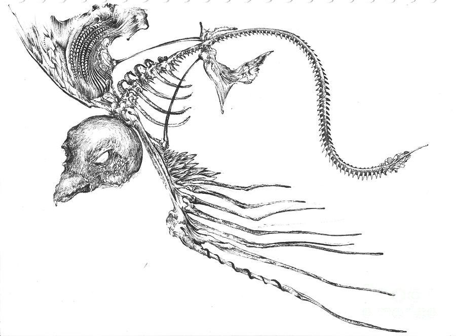 900x664 Bird Ray Drawing - Ray Drawing