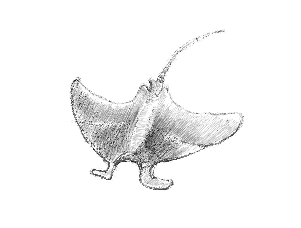 1198x910 how to draw a manta ray - Rays Drawing