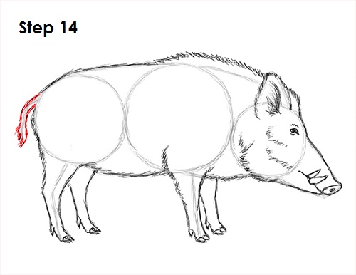 500x386 How To Draw A Boar - Razorback Drawing