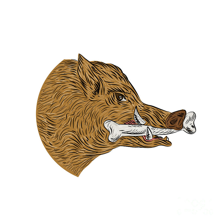 Razorback Drawing at PaintingValley.com | Explore collection of ...