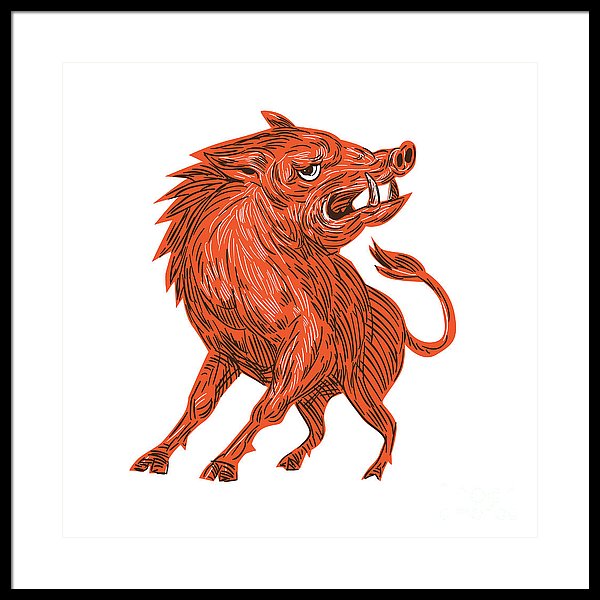 Razorback Drawing at Explore collection of