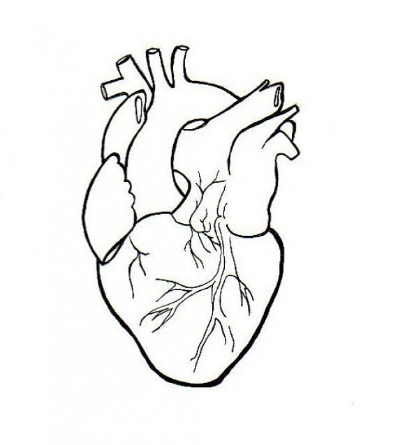 570x638 Photos Real Heart Drawing Simple - Real Heart Drawing