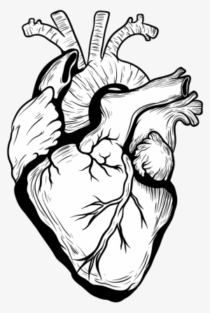 300x447 real heart png download transparent real heart png images - Real Heart Drawing