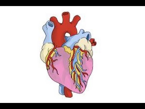 480x360 How To Draw A Real Heart - Real Heart Drawing