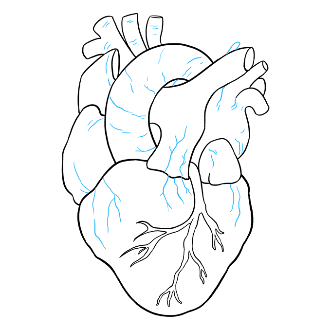 680x678 How To Draw A Human Heart - Real Human Heart Drawing