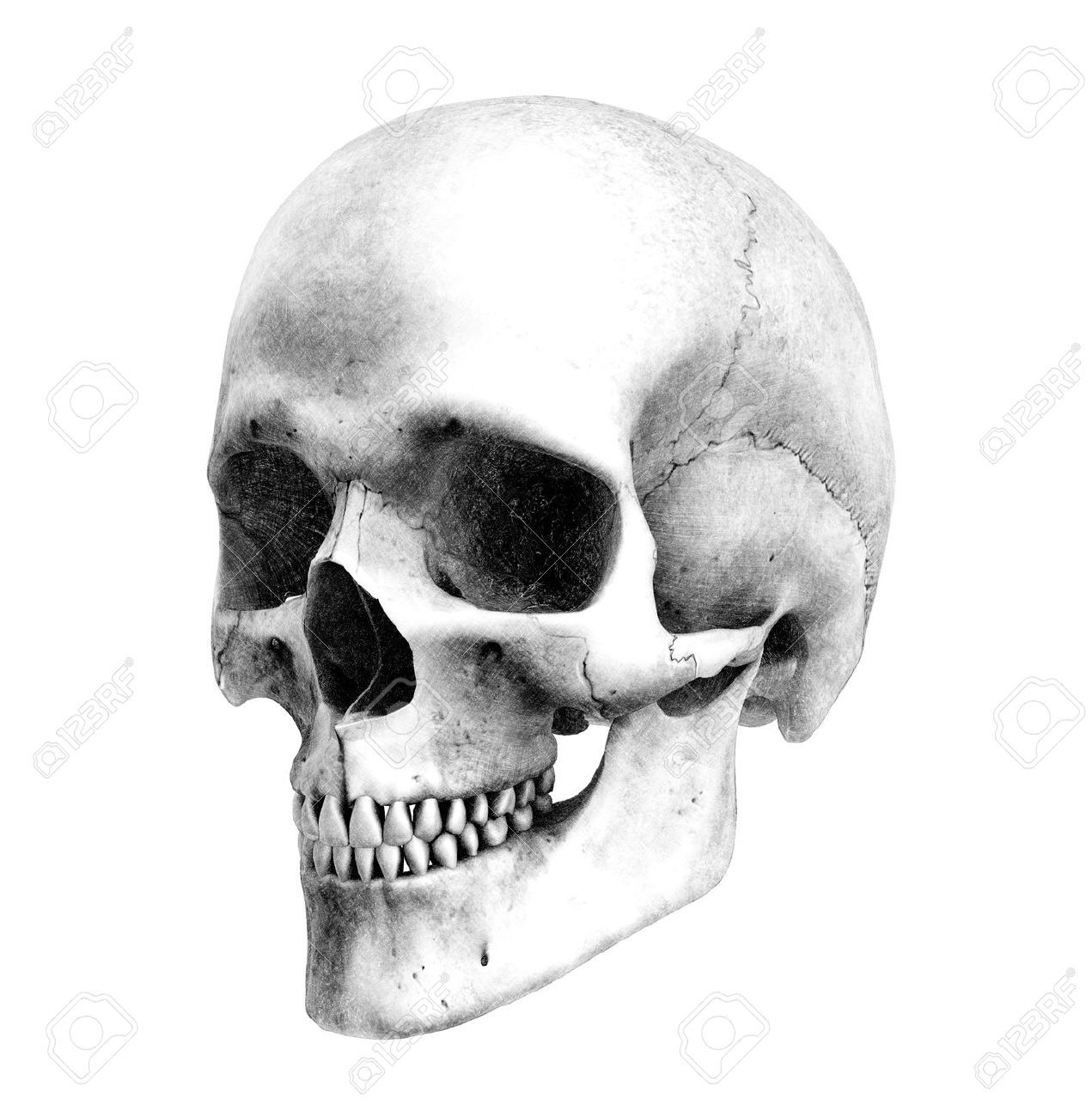 1271x1300 Illustrations Skull Artwork, Pencil Drawings - Real Skull Drawing