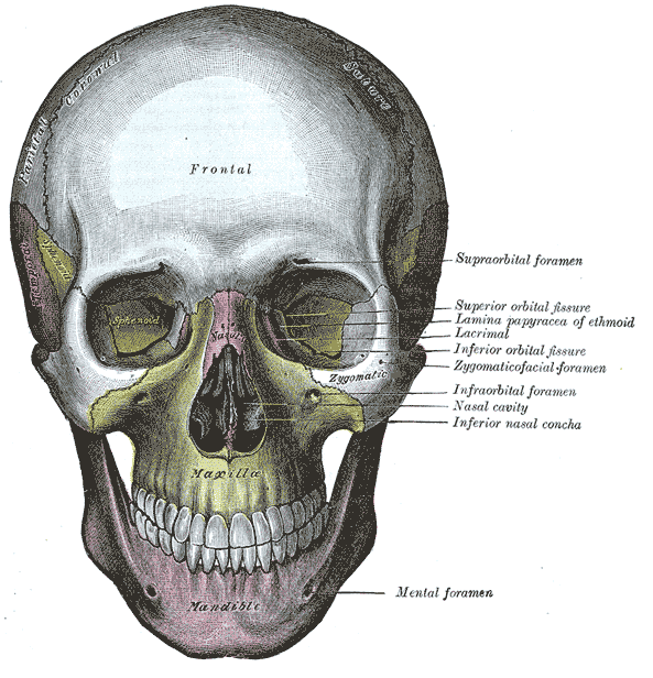 593x616 Skull Anatomy For Artists Drawn In Black - Real Skull Drawing
