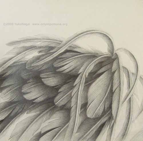 500x493 Realistic Angel Wings Drawing - Realistic Angel Drawing