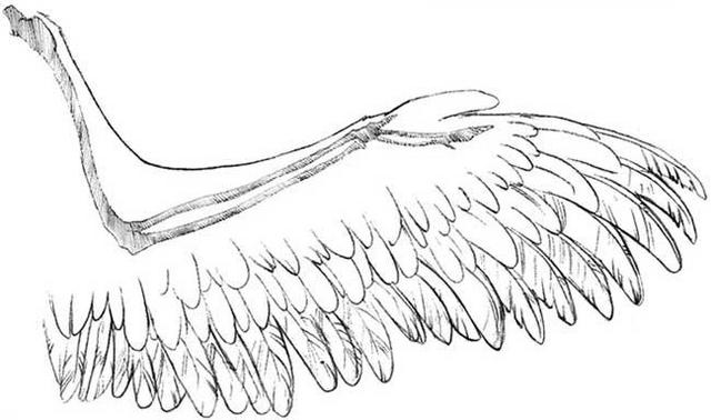 640x378 realistic angel wings drawingdenenasvalencia - Realistic Angel Wings Drawing
