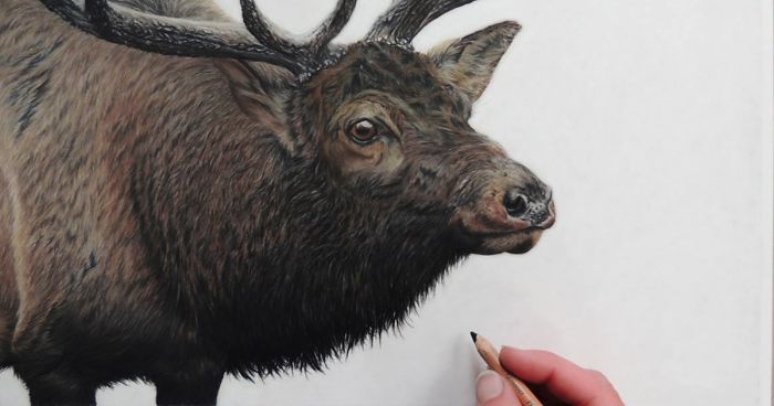 700x368 i create hyperrealistic pencil drawings of animals bored panda - Realistic Animal Drawings