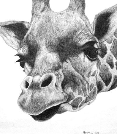 394x450 Realistic Pencil Animal Drawings - Realistic Animal Drawings