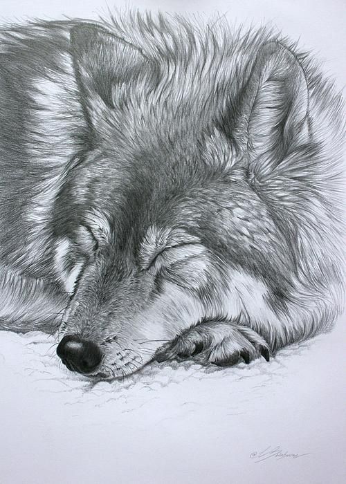 500x700 Sketch Of Wolf Sleeping Tori's Board Art, Drawings, Pencil - Realistic Animal Drawings