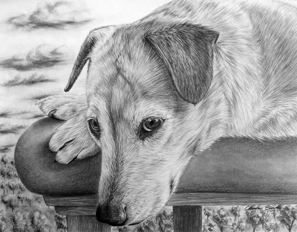 600x470 Professional Photo Realistic Animal Drawings - Realistic Animal Drawings