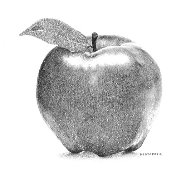 Realistic Apple Drawing at Explore collection of